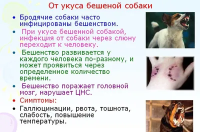 Можно ли оформить страховку от укуса собаки и как это сделать - Российская  газета