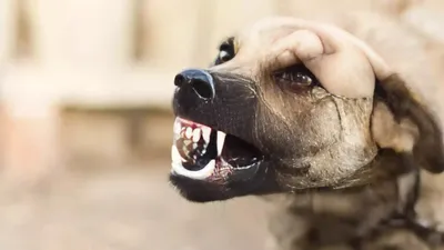 С администрации Улан-Удэ суд взыщет вред от укуса бездомной собаки -  Общество - Новая Бурятия