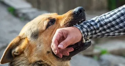 Укус собаки привел к смерти ее хозяина — Uzbekistan News | DARYO.UZ