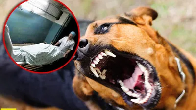 В Нягани мужчина лишился пальца из-за укуса собаки | ПРОИСШЕСТВИЯ | АиФ Югра