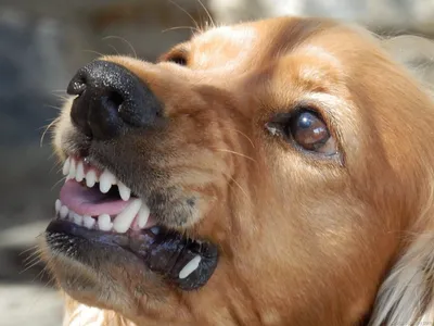 Инфицированная Рана Мужской Ноге Укуса Собаки Красном Фоне стоковое фото  ©ganzevayna 373979798