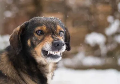 Бродячая собака напала на ребенка в Копейске - 20 февраля 2023 - 74.ру