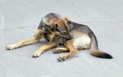 В Канашском округе бездомная собака укусила 8-летнего ребенка - ГТРК Чувашия