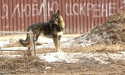 В Феодосии мальчику, пострадавшему от укуса собаки выплатят 25 тысяч рублей