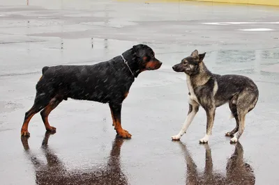 Собака кусается - что делать если щенок кусает руки — ProPlan.ru