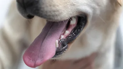 В Аргентине собака укусила девушку за лицо во время фотосессии — 18.01.2020  — В мире на РЕН ТВ