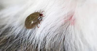 Как понять что собаку укусило насекомое – профилактика и первая помощь |  Hill's