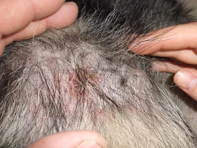 Острый влажный дерматит собак: профилактика и лечение