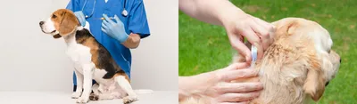 Клещ у собаки: как вытащить, симптомы и признаки | PEDIGREE®