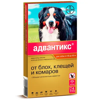 Блохи у собак - как избавиться и чем обработать собаку от блох | Что  помогает собаке от блох | Pet-Yes