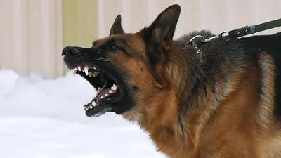 Ишимская администрация выплатит ребенку 15 тысяч рублей за укус собаки