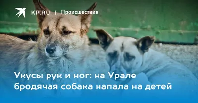 Бродячие собаки, одну из которых уже отлавливали, покусали двоих детей за  полмесяца в Барнауле | Новости без \"официоза\" и запретных тем | Дзен
