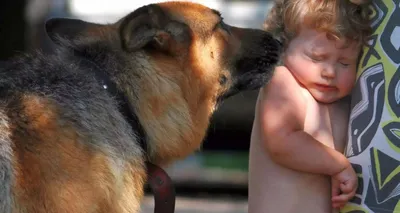 Собаки кусают людей чаще, чем все остальные животные вместе взятые - Delfi  RUS