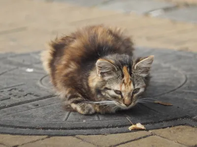 Уличные коты | Пикабу