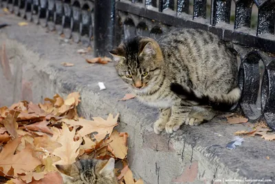 Уличные коты Оксаны Акерманн (часть 7) | Пикабу