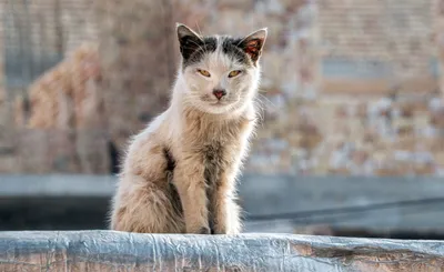 Уличный кот: плюсы и минусы