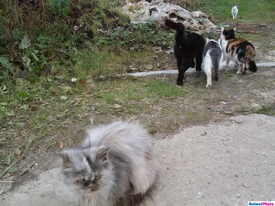 Добрые фото: как преобразились уличные котята, которые нашли дом - KP.RU