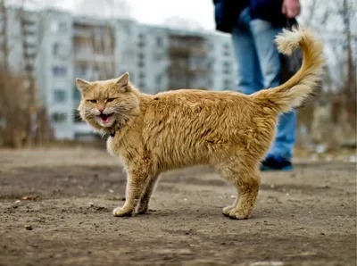 Фото животных: уличные коты. Александр Струнин. - ANIMAL PHOTO