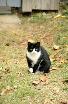 Уличные коты - ЯПлакалъ