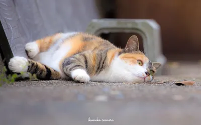 Японские уличные котики на снимках Масаюки Оки - Zefirka