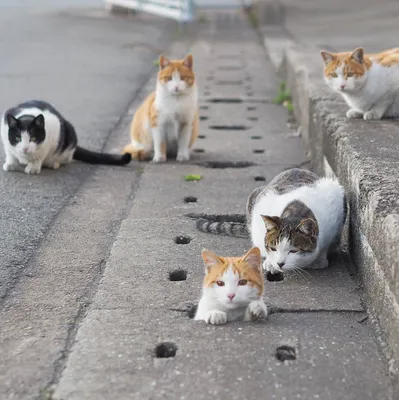 Уличные Коты - Street Cats - Котаны-братаны 😸 #кот #котэ #котейка #котан  #кошак #котикиправятмиром #уличныйкот #суровыйкот #streetcat #cats  #ilovecats #like4like #follow4follow #котики | Facebook