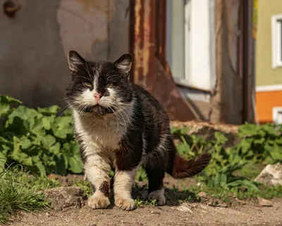 Сколько лет живут уличные и домашние коты и кошки, отличия по породам