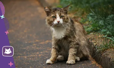 Уличные коты Выборга – милые мордашки или жертвы туризма?