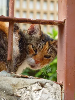 Уличный кот из Новороссийска стал блогером