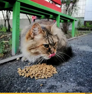 Пин от пользователя horemasu kude на доске уличные коты | Кот
