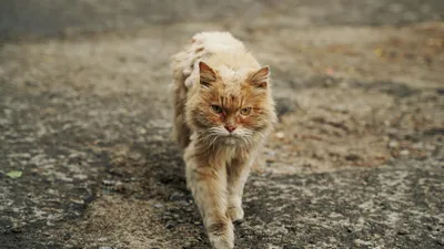 Уличная кошка: правила безопасности | Pet4Me.ru