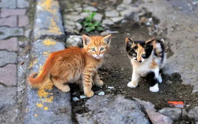 Большая коллекция уличных котов / котэ :: уличные коты :: сфоткал сам ::  длиннопост :: очень длиннопост :: шакалы :: продолжение в комментах -  JoyReactor