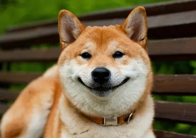 улыбающаяся собака стоковое фото. изображение насчитывающей укрытие -  226367432