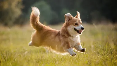 улыбающаяся собака корги улыбается в поле, милые картинки с собаками, собака,  милый фон картинки и Фото для бесплатной загрузки