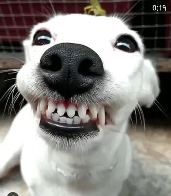 Улыбающаяся собака / Smiles dog outside Stock Photo | Adobe Stock