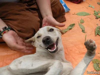 Самая милая собака в мире умерла от разрыва сердца | ЗверЮга - мир животных  | Дзен
