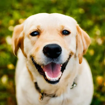 Найдена улыбающаяся собака на ул. Дзержинского, 36, Оха. | Pet911.ru