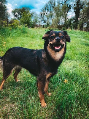 Страшная улыбающаяся собака - 77 фото