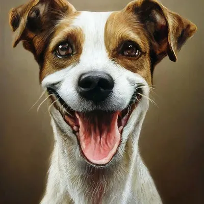 Улыбающаяся Собака — стоковые фотографии и другие картинки Без людей - Без  людей, Весёлый, Домашние животные - iStock