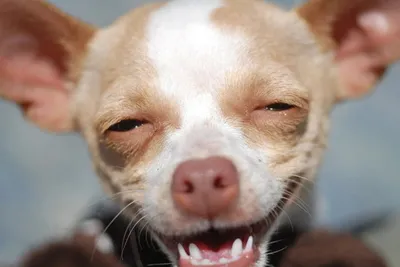 Улыбающаяся собака порода японская (61 фото) - картинки sobakovod.club