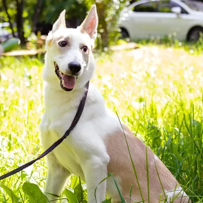 Смешная милая собака в парке :: Стоковая фотография :: Pixel-Shot Studio