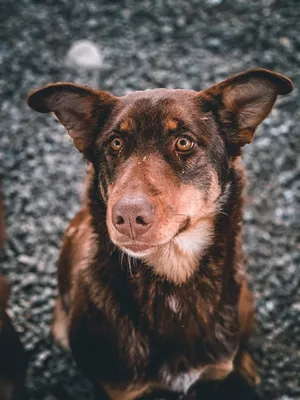 Милая собака Лиззи ищет семью. Бесплатно | Киев | Собаки | Животные,  растения | Объявления, доска объявлений №153256 — mistaUA