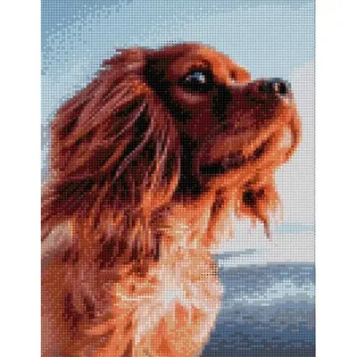 Домашнее животное милая собака Шиба ину карта фотографии животных с  фотографиями Фон И картинка для бесплатной загрузки - Pngtree