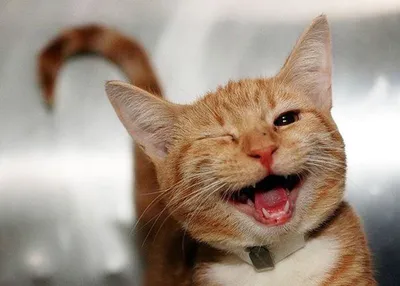 Кот улыбака - 75 фото