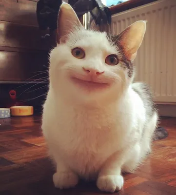 Умеют ли кошки улыбаться? Вся правда о кошачьей радости - Питомцы Mail.ru