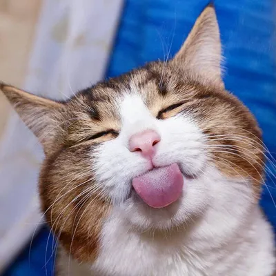 Улыбка чеширского кота картинка - 64 фото