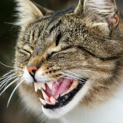 Чеширская улыбка кота Шредингера. Язык и сознание - купить с доставкой по  выгодным ценам в интернет-магазине OZON (148410891)