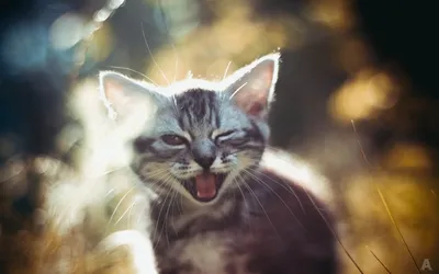 Кот смеется. Портрет улыбающегося кота. Снято крупно. Кот улыбается, видно  клыки. Кот шипит. Кот скалится Stock Photo | Adobe Stock