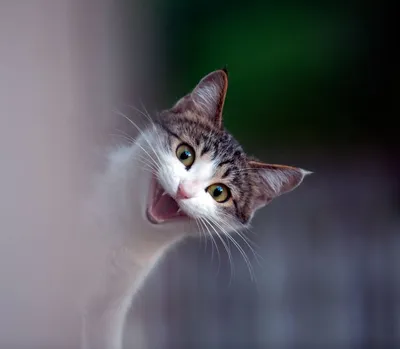 Улыбка чеширского кота трафарет - 61 фото