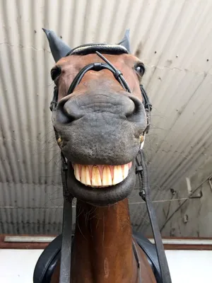 А вы знали, что лошади умеют улыбаться? | Кони ПРО | Дзен