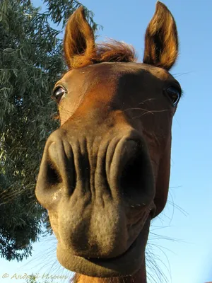 Улыбка лошади стоковое изображение. изображение насчитывающей группы -  103241893